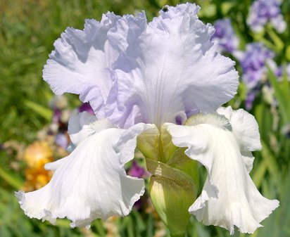 Champagne and Caviar - fragrant tall bearded Iris