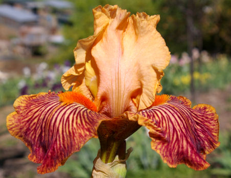 Champion Bloodlines - tall bearded Iris