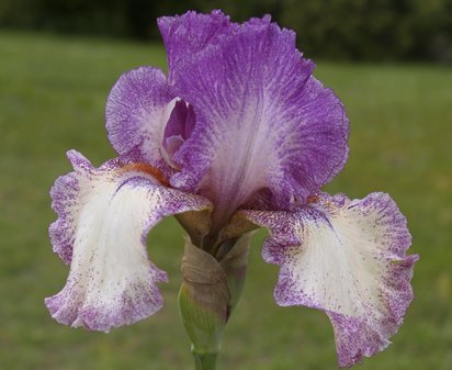 Chance Encounter - tall bearded Iris