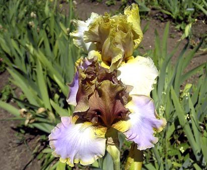 Change Your Ways - fragrant tall bearded Iris