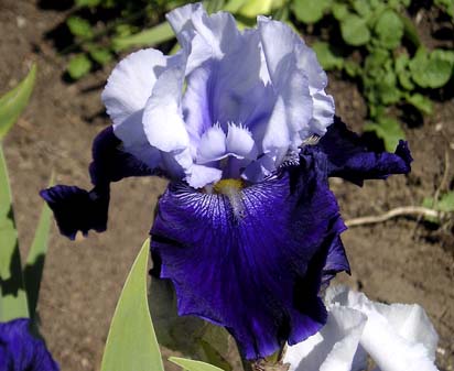 Change of Millennium - tall bearded Iris