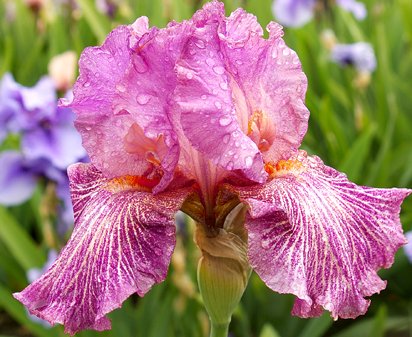 Changing Winds - tall bearded Iris