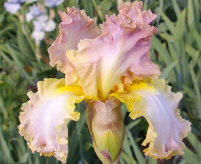 Chantilly Lace - fragrant tall bearded Iris