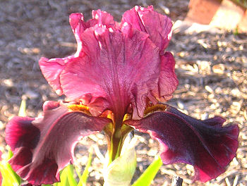 Charger - reblooming tall bearded Iris