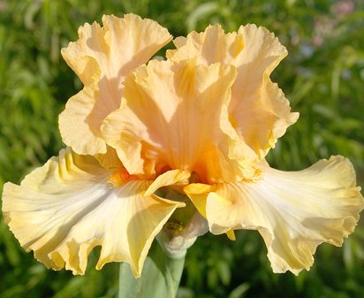 Chariots of Fire - tall bearded Iris