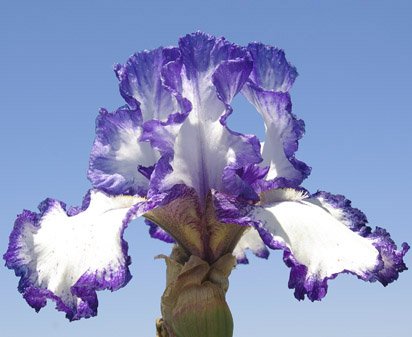 Charleston - tall bearded Iris