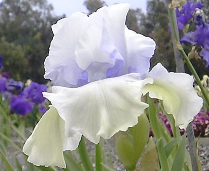Charlie's Cloud - fragrant tall bearded Iris