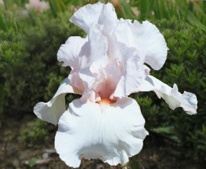 Chaste Pearl - fragrant border bearded Iris