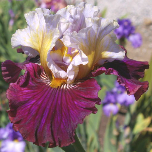 bearded Iris with the name Cheap Date - fragrant tall bearded Iris