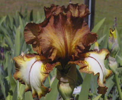 Cherokee Heritage - tall bearded Iris