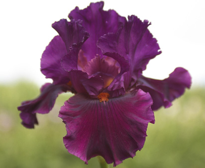 Cherry Glen - fragrant reblooming tall bearded Iris