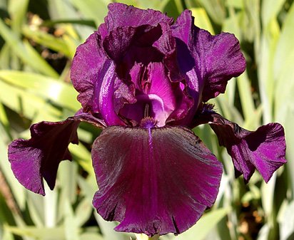 Cherry Smoke - tall bearded Iris