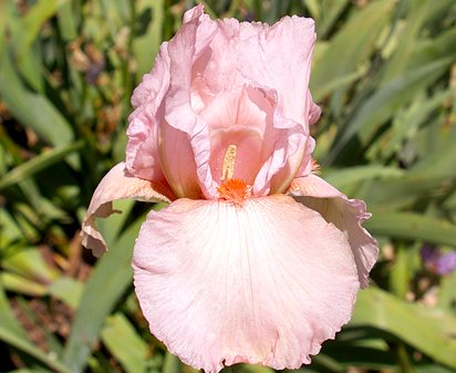 Cherub's Smile - tall bearded Iris