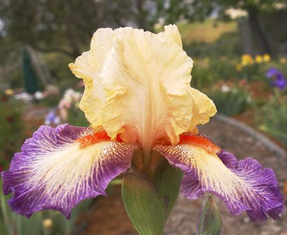 Chevalier De Malte - tall bearded Iris
