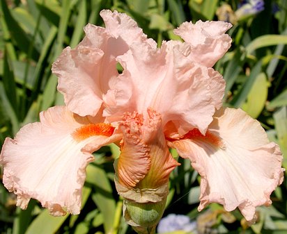 Chic - tall bearded Iris