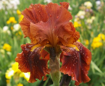 Chief Hematite - tall bearded Iris