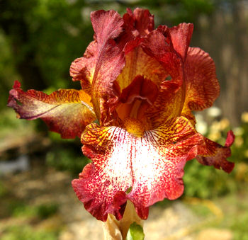 Chili Pepper - reblooming tall bearded Iris