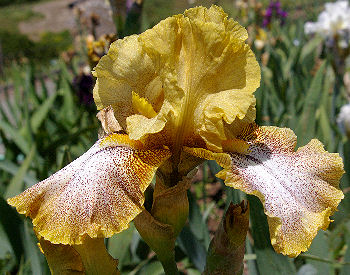 Chili Spots - tall bearded Iris