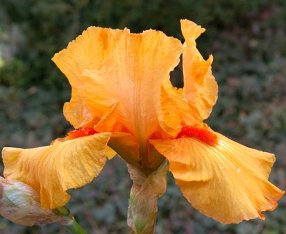 China Dragon - tall bearded Iris
