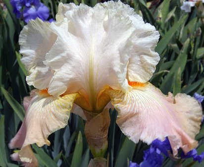 China Pink - tall bearded Iris