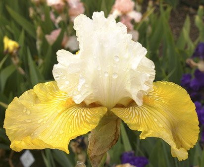 China Walk - tall bearded Iris