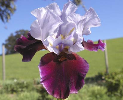 Chinese Empress - tall bearded Iris