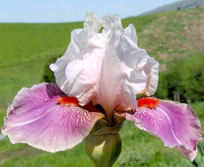 Chinese Treasure - tall bearded Iris