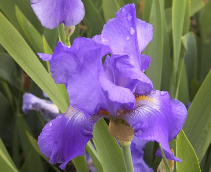 Chivalry - fragrant tall bearded Iris