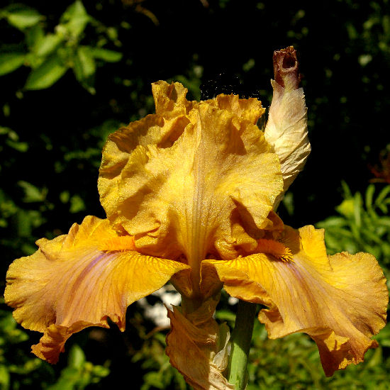 Chocolate Chess - fragrant tall bearded Iris