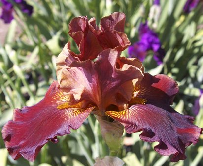 Chocolate Ecstasy - tall bearded Iris