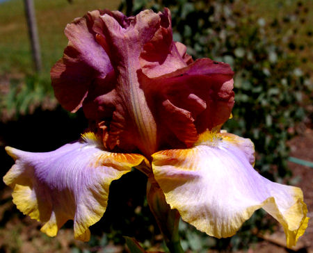 Chocolate Topping - tall bearded Iris