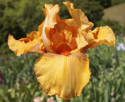 Choose A Juice - fragrant tall bearded Iris