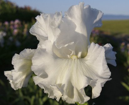 Christmas - tall bearded Iris