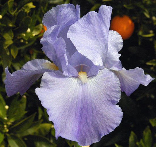 Christopher Columbus - reblooming tall bearded Iris