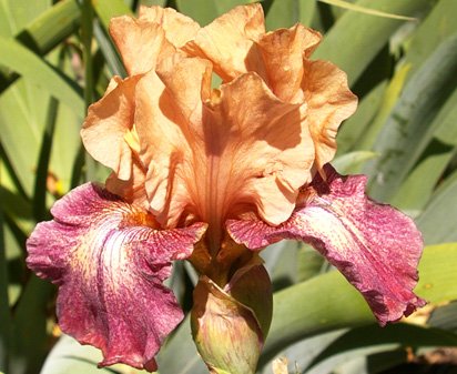 Chuckles - tall bearded Iris