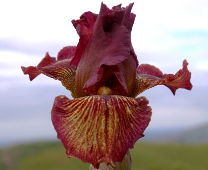 Chutney - tall bearded Iris