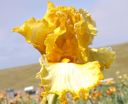 Cinnamon - fragrant tall bearded Iris