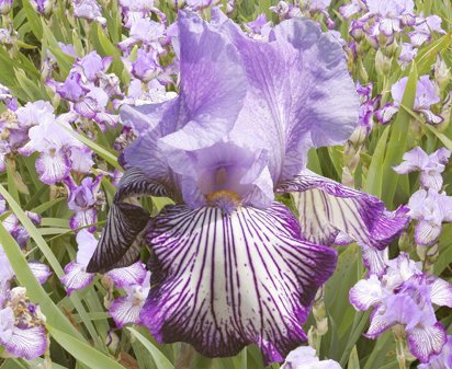 Circus Circus - fragrant tall bearded Iris