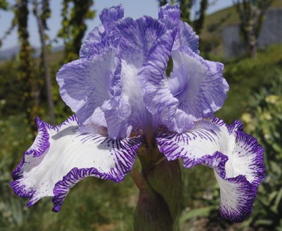 Circus Dancer - fragrant tall bearded Iris