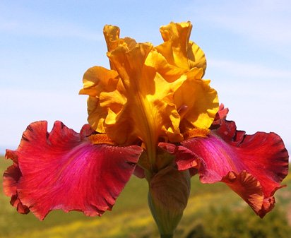 Circus World - tall bearded Iris