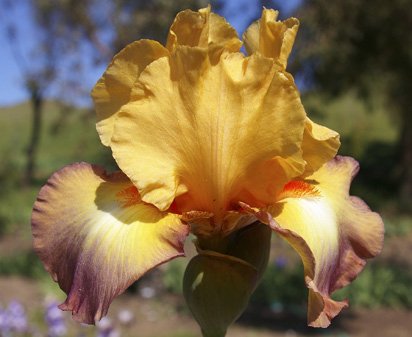 Citoyen - tall bearded Iris