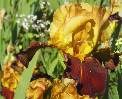 City Slicker - tall bearded Iris