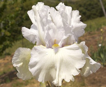 City of Paris - fragrant reblooming tall bearded Iris