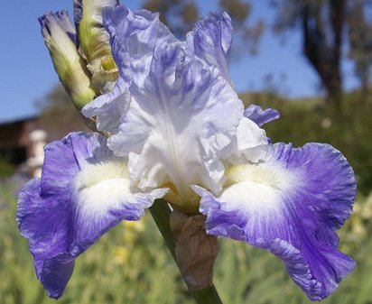 Clarence - fragrant reblooming tall bearded Iris