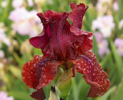 Classic Bordeaux - reblooming tall bearded Iris