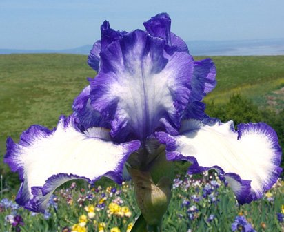 Classic Look - fragrant reblooming tall bearded Iris