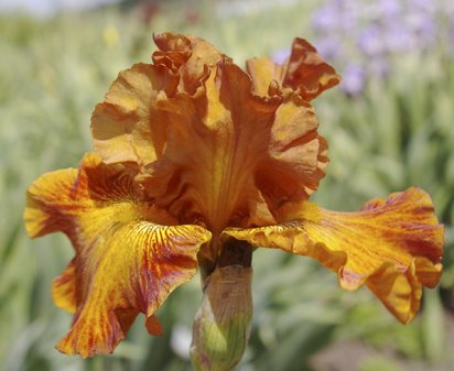 Classic Suede - fragrant reblooming tall bearded Iris