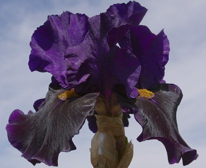 Classical Music - fragrant tall bearded Iris