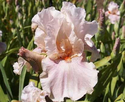 Classy Friend - tall bearded Iris