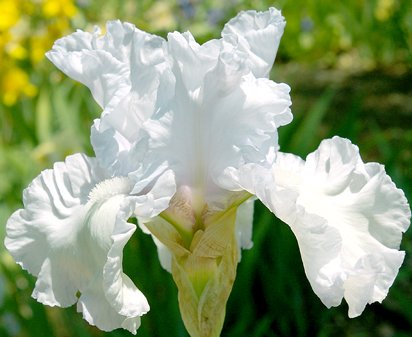 Clearwater River - fragrant tall bearded Iris